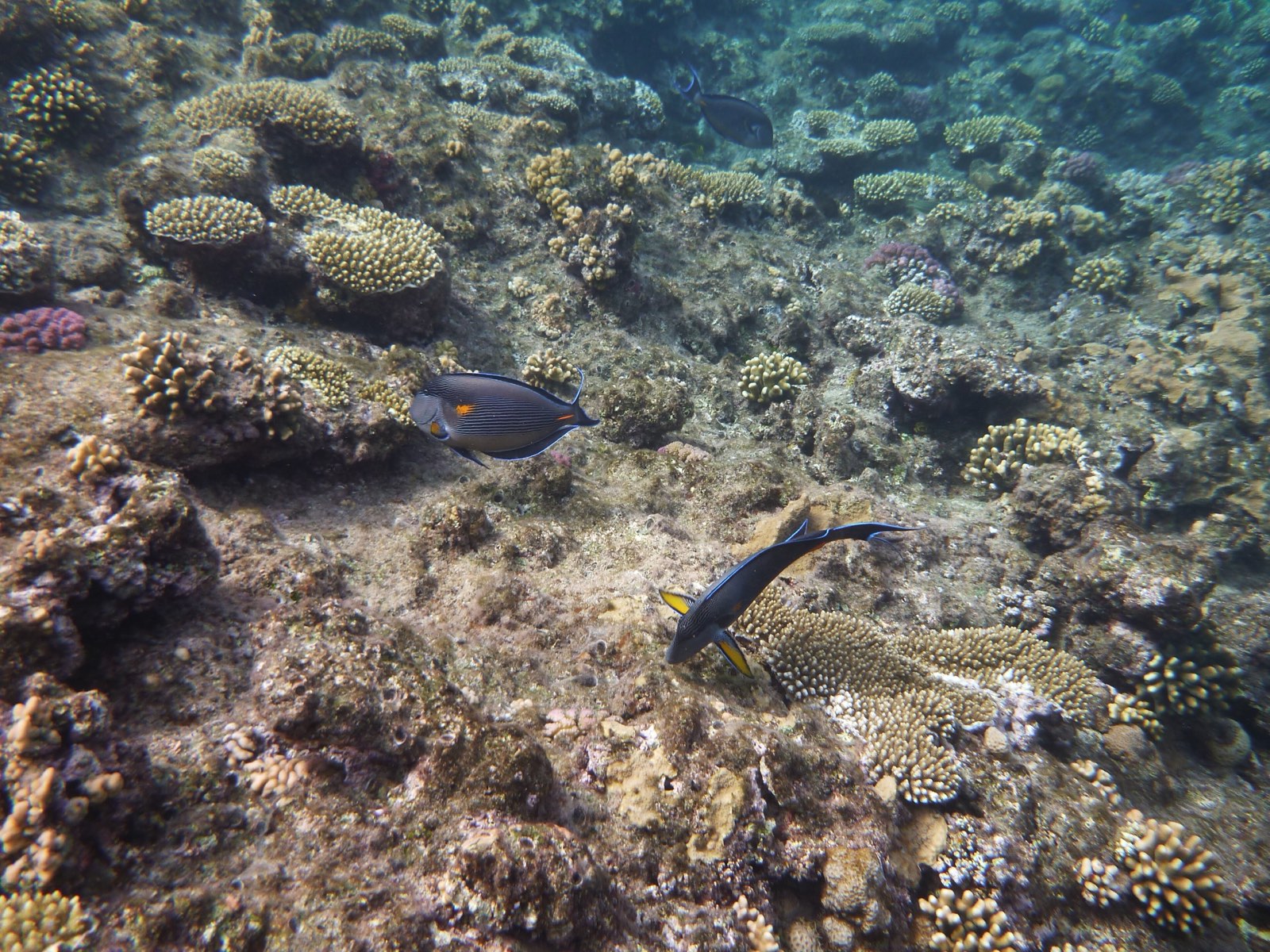 A vivid coral reef teeming with tropical fish in the Red Sea