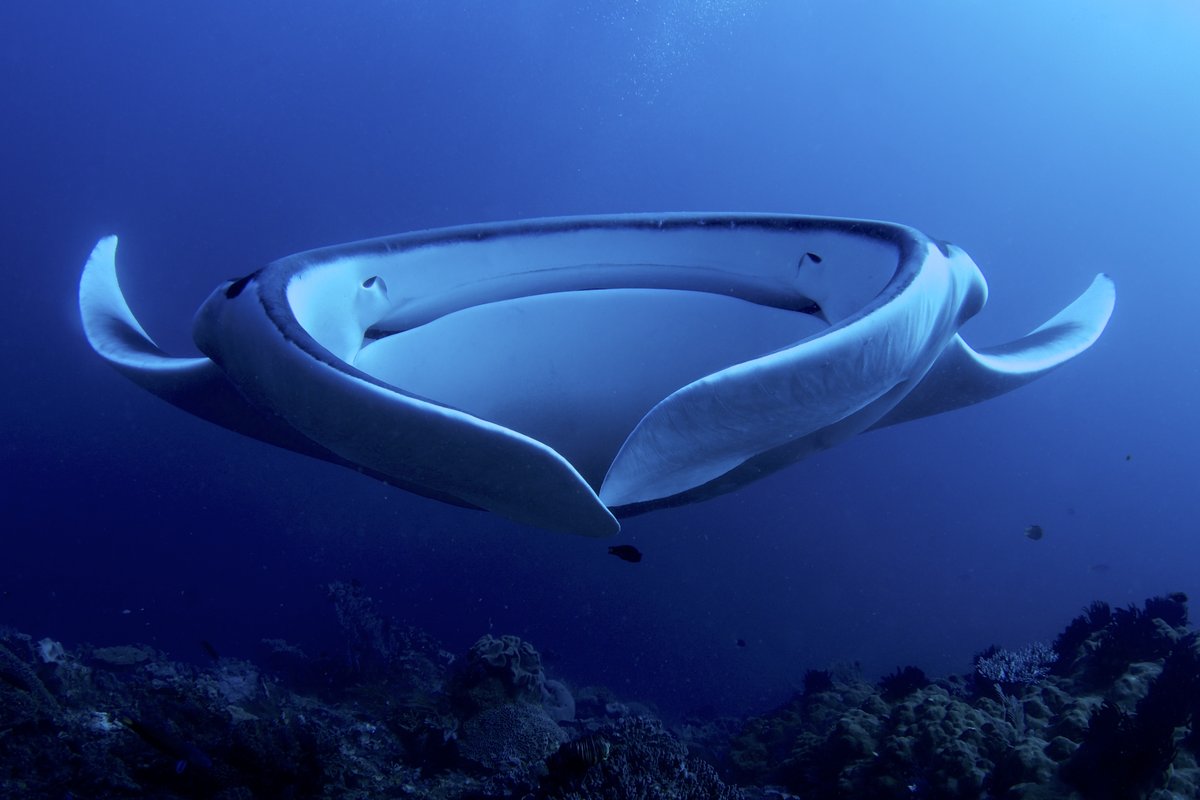 A manta ray gliding over a reef in the Maldives